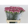 Dianthus St Olympia