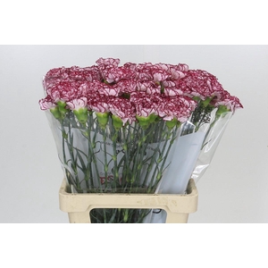 Dianthus St Olympia