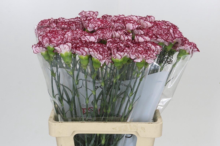 <h4>Dianthus St Olympia</h4>