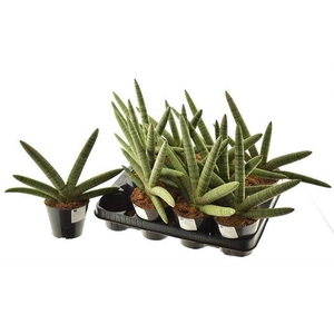 Sansevieria cyl. ...