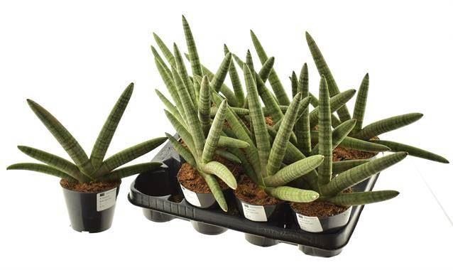 <h4>Sansevieria cyl.  ...</h4>