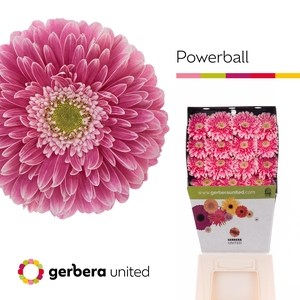 Gerbera Pomponi Power Ball Diamond