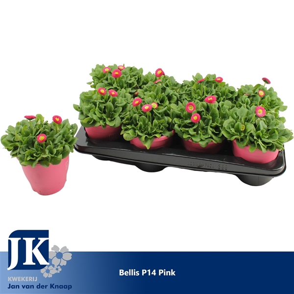 <h4>Bellis p14 TST pot Pink</h4>