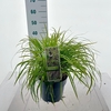Pennisetum alopecuroides