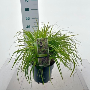 Pennisetum alopecuroides