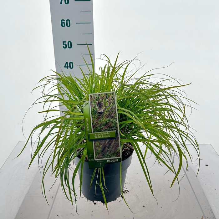 Pennisetum alopecuroides