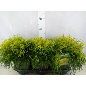 Chamaecyparis pis. 'Sungold'