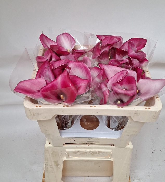 <h4>ZANT BEIJING</h4>