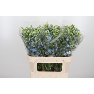 Delphinium En Ballkleid