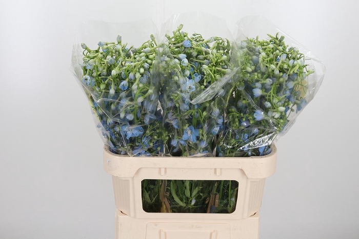 <h4>Delphinium En Ballkleid</h4>