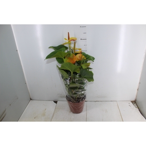 ANTHURIUM COLOURS P17