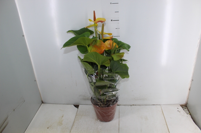 ANTHURIUM COLOURS P17
