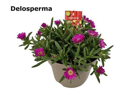 <h4>Delosperma Solo Oceans</h4>