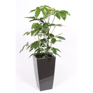 Schefflera Amate in Piza pot 