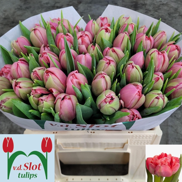 <h4>TU DU ETCHED SALMON</h4>