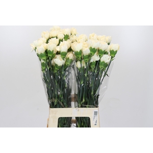 Dianthus St Rodas Creme