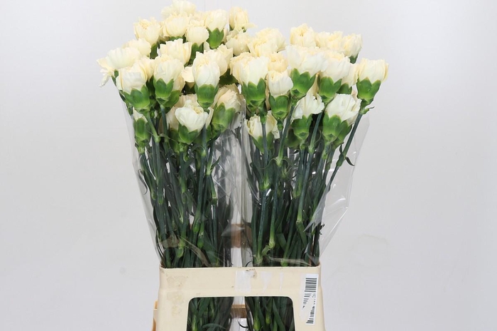 <h4>Dianthus St Rodas Creme</h4>