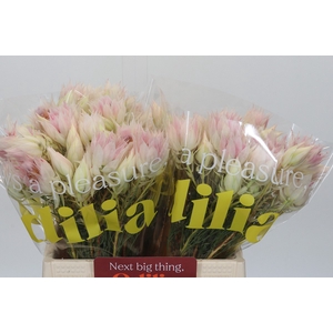 Blushing Bride 4/6 Flowers