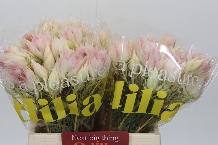 <h4>Blushing Bride 4/6 Flowers</h4>