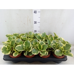 Peperomia obt. 'Variegata'