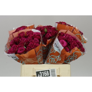 Rosa Tr Cheyenne