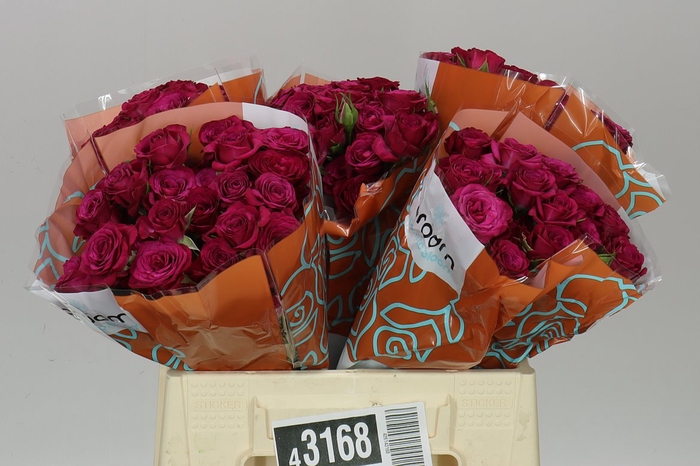 <h4>Rosa Tr Cheyenne</h4>