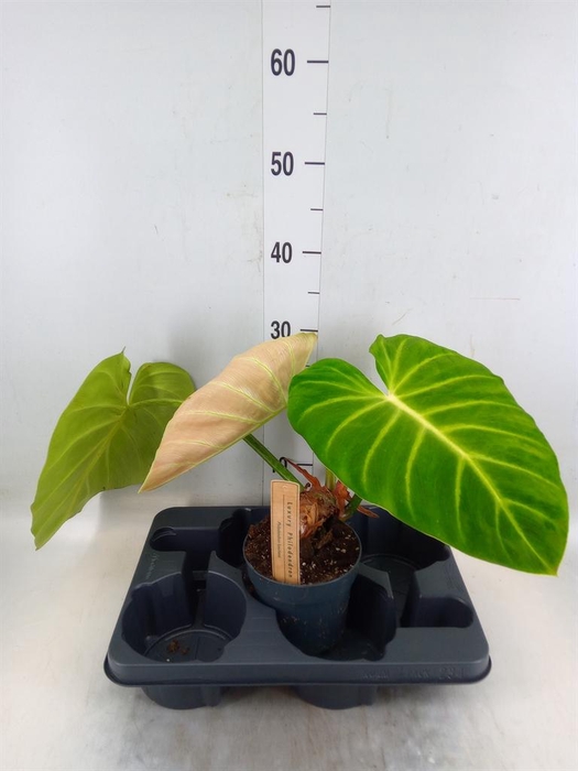 <h4>Philodendron   ...</h4>