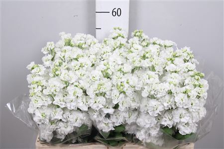 <h4>Matth Stox White</h4>