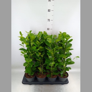 Ficus microcarpa 'Moclame'