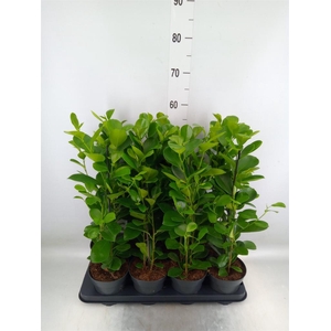 Ficus microcarpa 'Moclame'