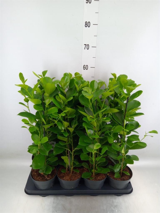 <h4>Ficus microcarpa 'Moclame'</h4>