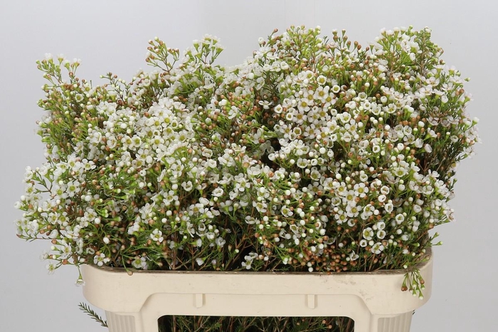 <h4>Chamelaucium Morning Delight</h4>
