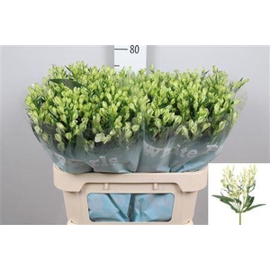Alstroemeria flor. 'White Pearls'