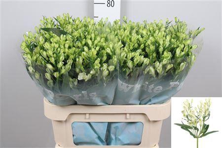 <h4>Alstroemeria flor. 'White Pearls'</h4>