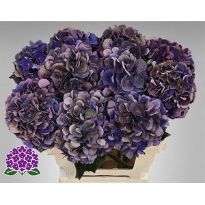 HYDR M ROYAL KING CL