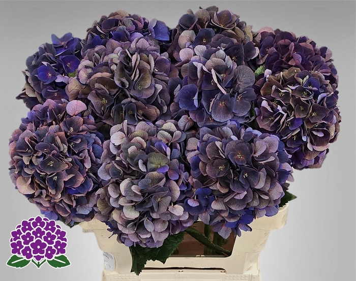 <h4>HYDR M ROYAL KING CL</h4>