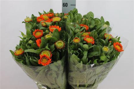 <h4>Calendula Orange</h4>