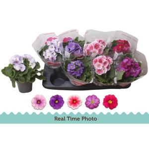 Primula Obconica Touch Me mix 12Ø 27cm