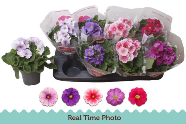 Primula Obconica Touch Me mix 12Ø 27cm