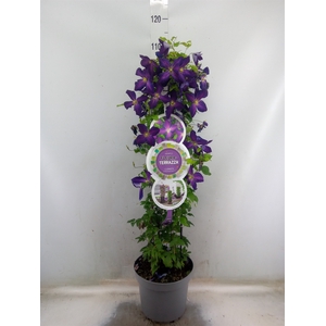 Clematis   ...