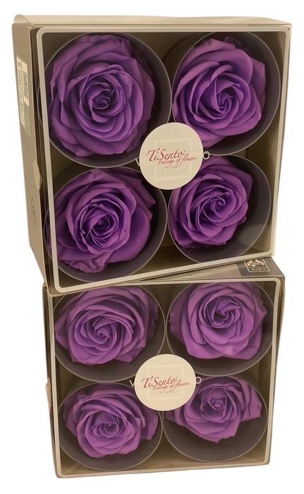 <h4>ARR ROSA POT H%</h4>