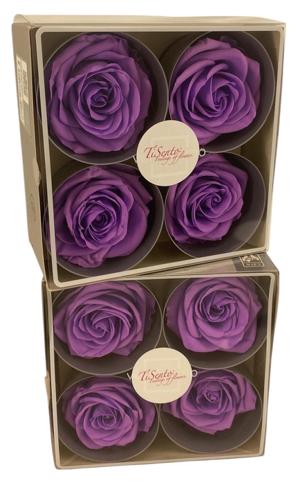 <h4>ARR ROSA POT H%</h4>