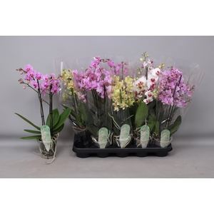 PHAL MF GEM 5 KL