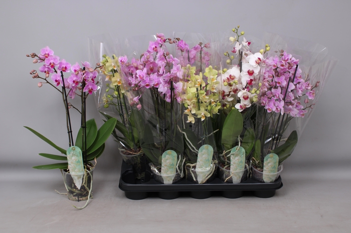 <h4>PHAL MF GEM 5 KL</h4>
