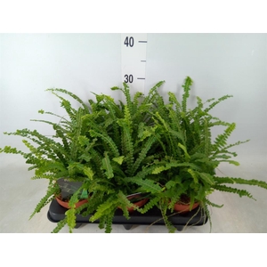 Nephrolepis cord. 'Duffii'