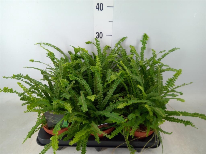 <h4>Nephrolepis cord. 'Duffii'</h4>