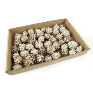 Leucadendron plumosum o/dr.wash wit