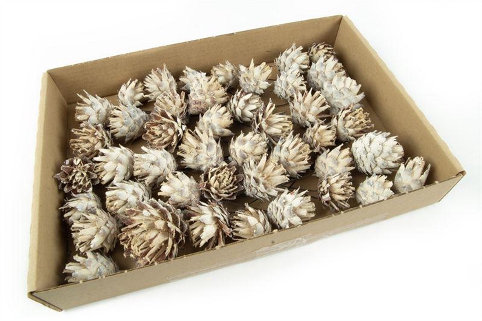 <h4>Leucadendron plumosum o/dr.wash wit</h4>
