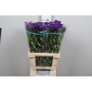 Camp M Champion Blue