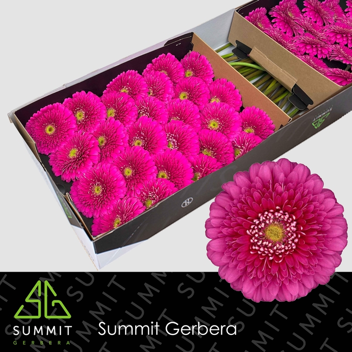 <h4>GE GB MAGIC BALL</h4>